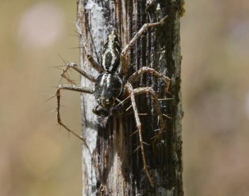 Oxyopes sp.